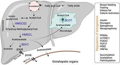 Emerging Role of Hepatic Ketogenesis in Fatty Liver Disease